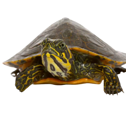 Juvenile Southern River Cooter Turtle