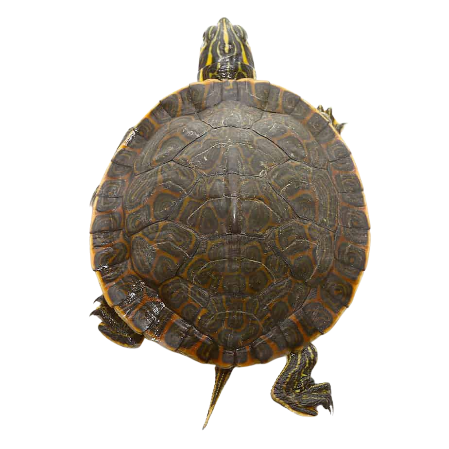 juvenile-southern-river-cooter-turtle (2) juvenile southern river cooter turtle 2
