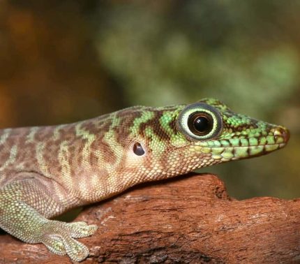 Juvenile Standings Day Gecko