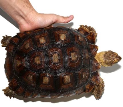 Juvenile Sulcata Tortoise