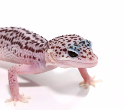 Juvenile Super Snow Leopard Gecko