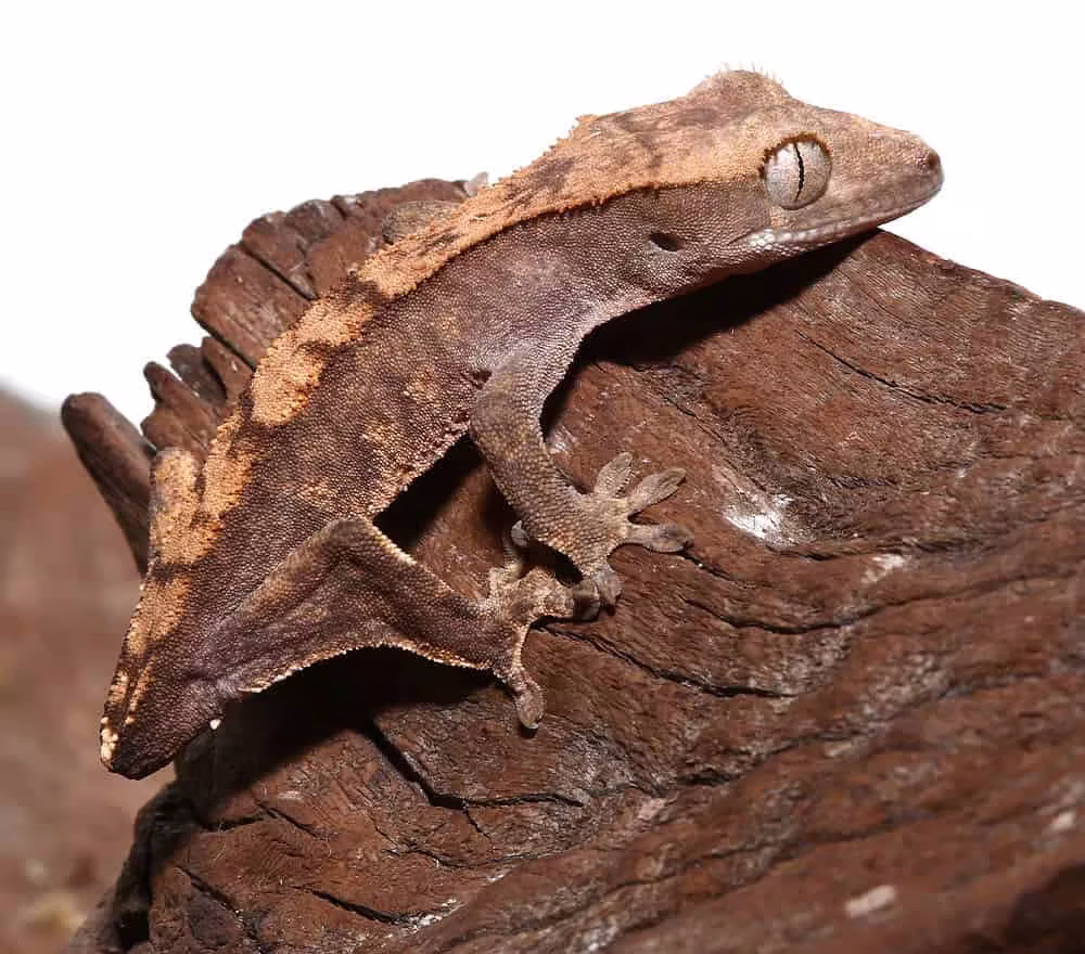 juvenile-tailless-flame-crested-gecko juvenile tailless flame crested gecko e1747334252689
