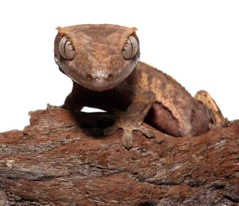 juvenile-tailless-flame-crested-gecko juvenile tailless flame crested gecko e1747334265253