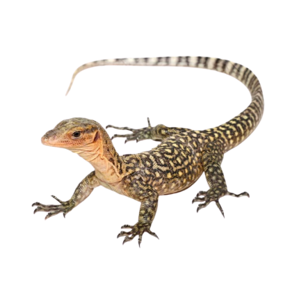 Juvenile Yellow Quince Monitor