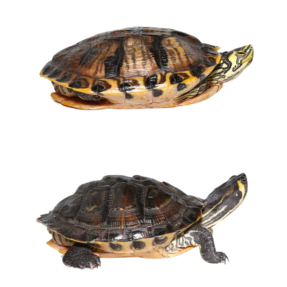 juvenile-yellowbelly-slider-turtle-pair (1) juvenile yellowbelly slider turtle pair 1