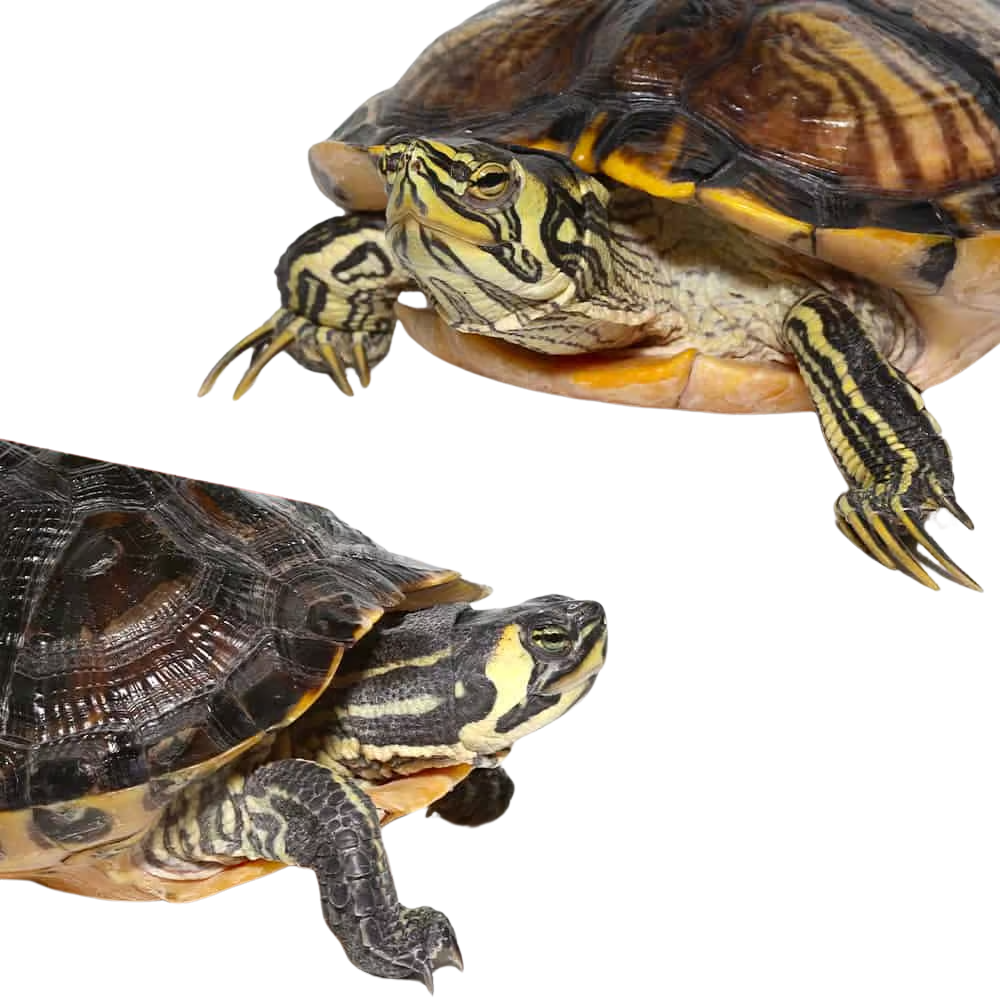 juvenile-yellowbelly-slider-turtle-pair (2) juvenile yellowbelly slider turtle pair 2