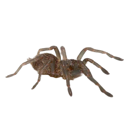 Kaeng Krachan Earth Tiger Tarantula (.25 – .75”)