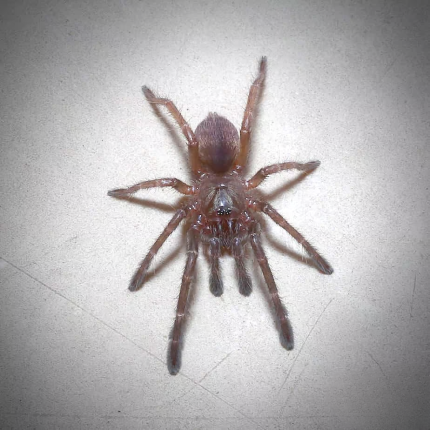 Kali Earth Tiger Tarantula (.5”)