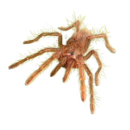 King Baboon Tarantula (.5 – .75″)