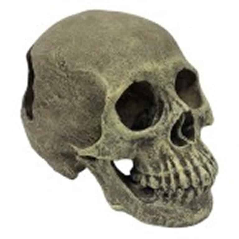 komodo-full-human-skull-reptile-hideout komodo full human skull reptile hideout
