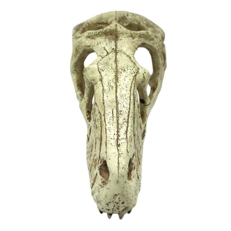 komodo-raptor-skull-reptile-cave komodo raptor skull reptile cave