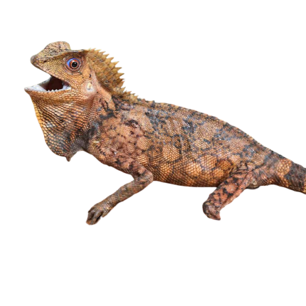 Kuhl’s Anglehead Lizard