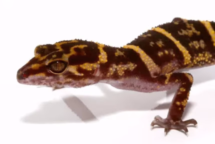 Kume Cave Gecko