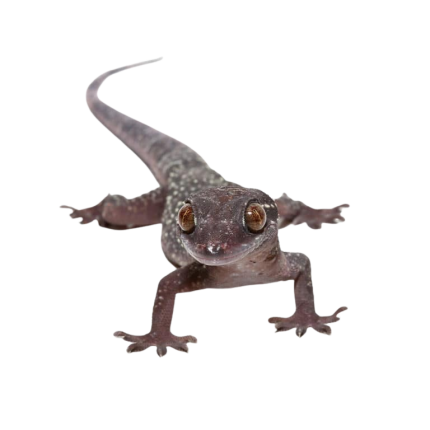 Kyabobo Forest Gecko