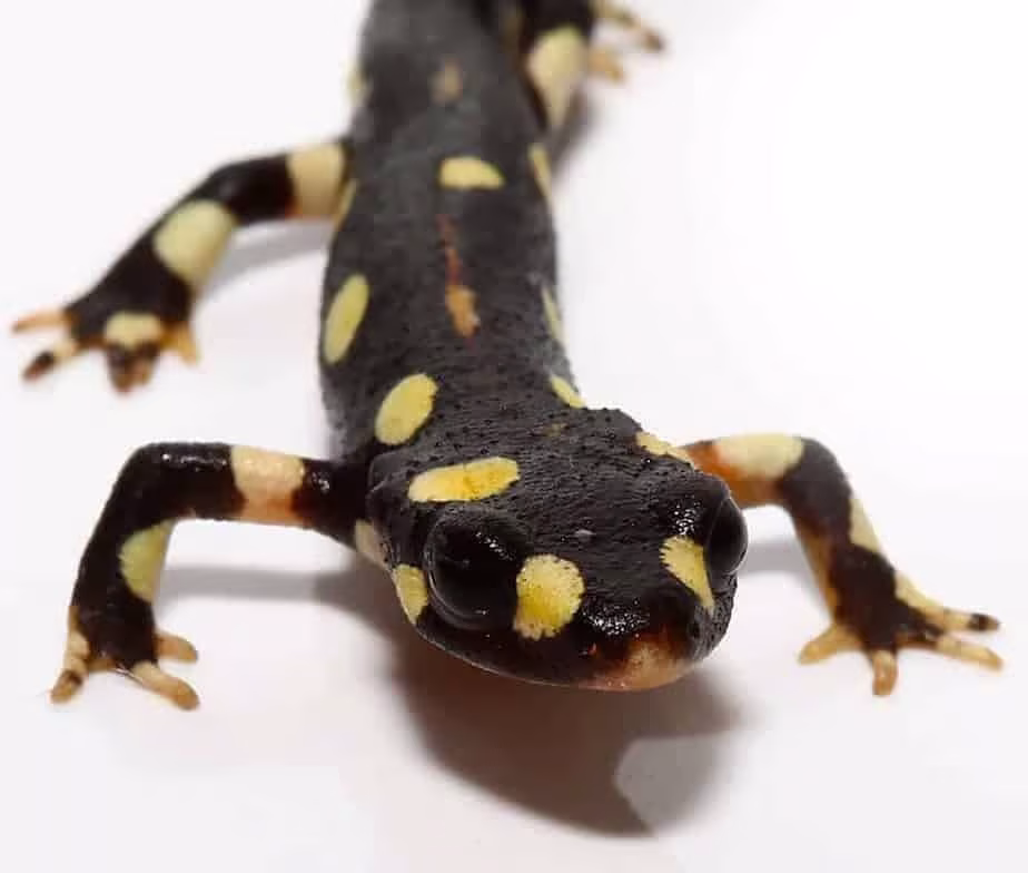 lake-urmia-newt lake urmia newt e1745392682556