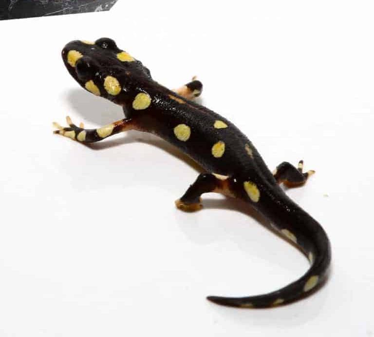 lake-urmia-newt lake urmia newt e1745392699166