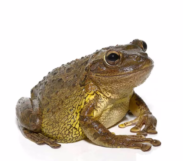 Large Cuban Tree Frog
