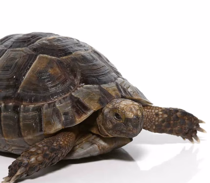 Large Lebanese Greek Tortoise