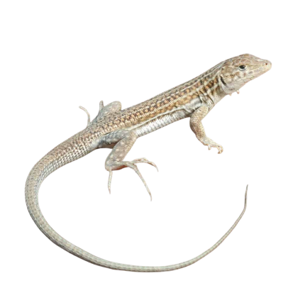 Leopard Fringe Fingered Lizard