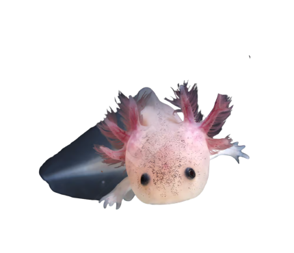 Leucistic Axolotl