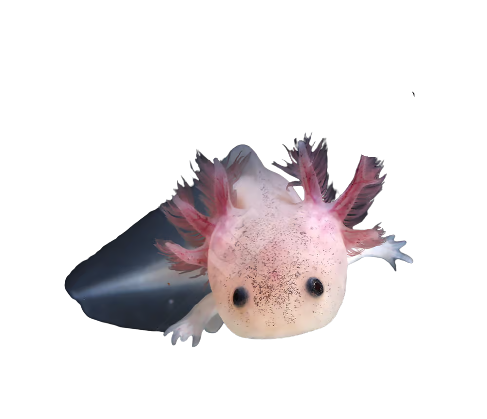 leucistic-axolotl (1) leucistic axolotl 1 1 e1752341918694