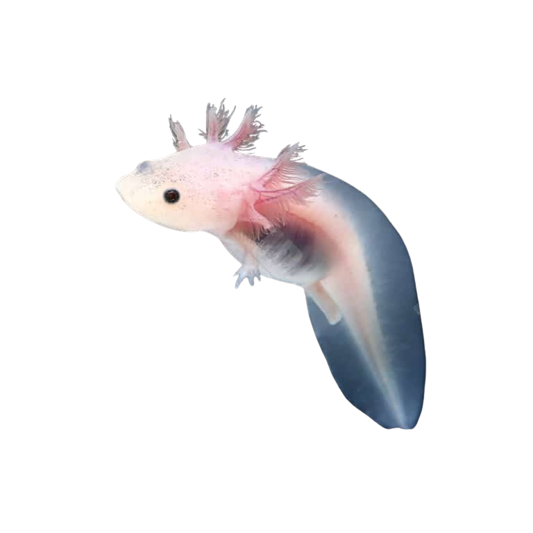 leucistic-axolotl (2) leucistic axolotl 2 1