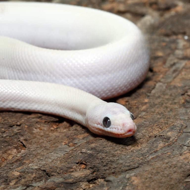 leucistic-colombian-rainbow-boa leucistic colombian rainbow boa