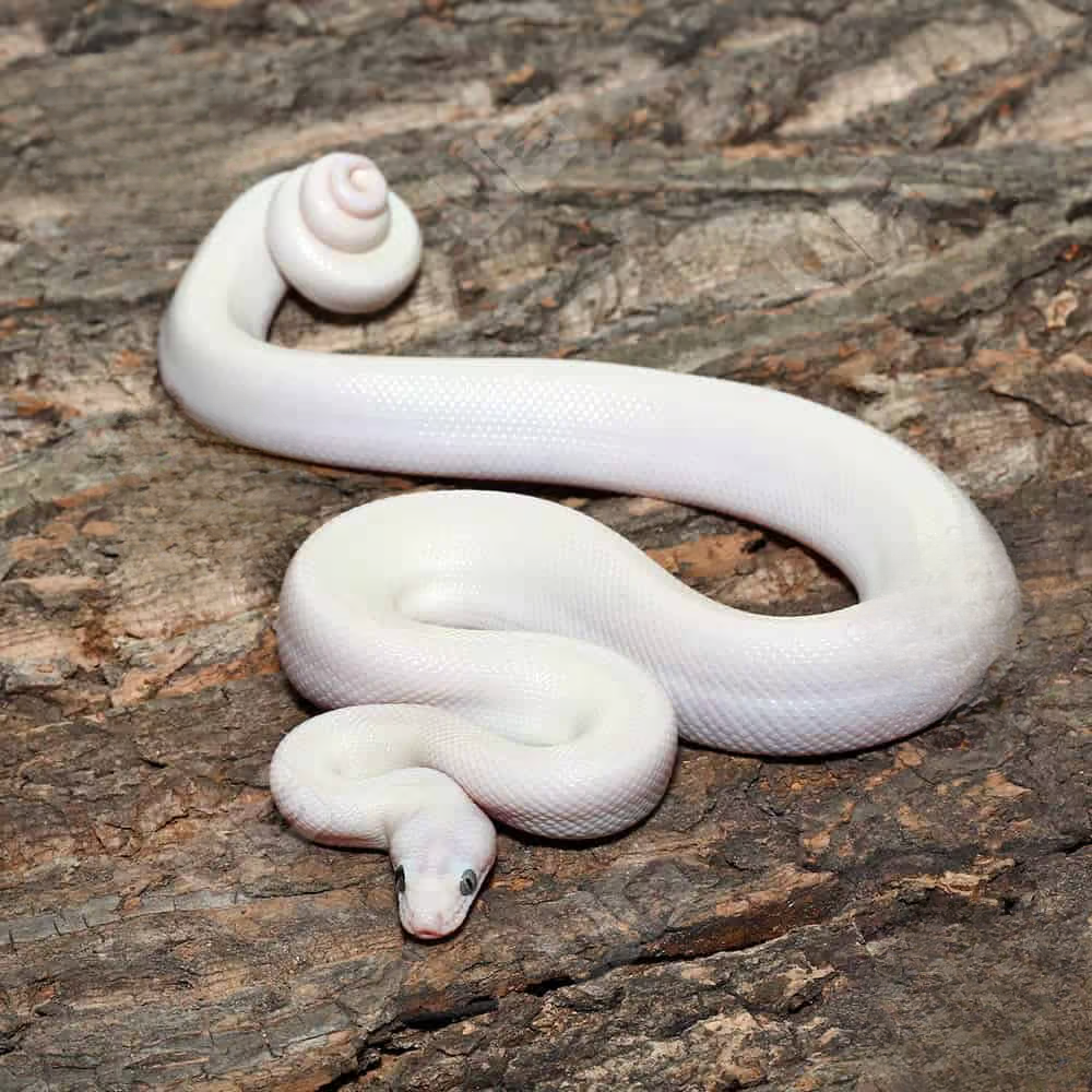 leucistic-colombian-rainbow-boa leucistic colombian rainbow boa