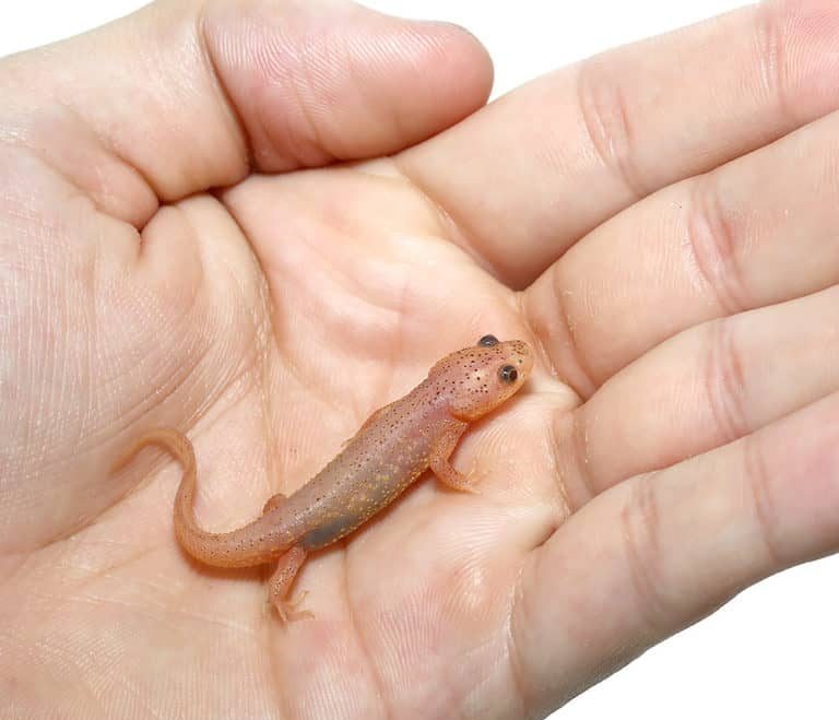 leucistic-spanish-ribbed-newt leucistic spanish ribbed newt 1 e1752320806847