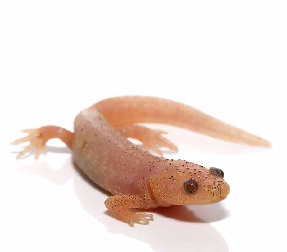 leucistic-spanish-ribbed-newt leucistic spanish ribbed newt 1 e1752320825580