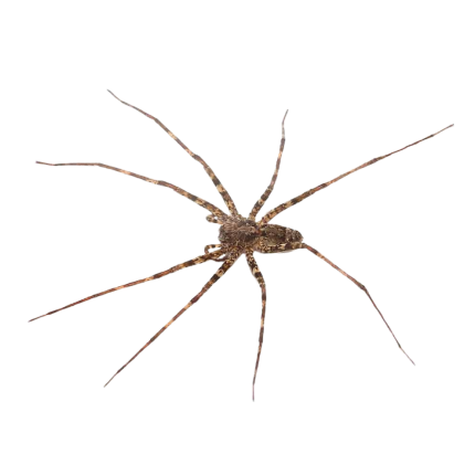 Lichen Wandering Spider