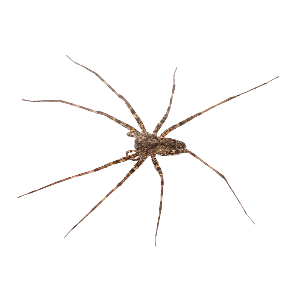 lichen-wandering-spider (1) lichen wandering spider 1