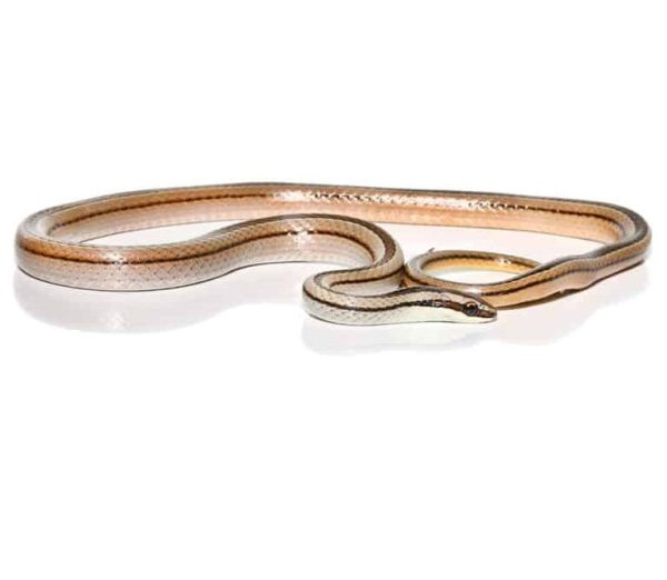 Lined Ground Snake