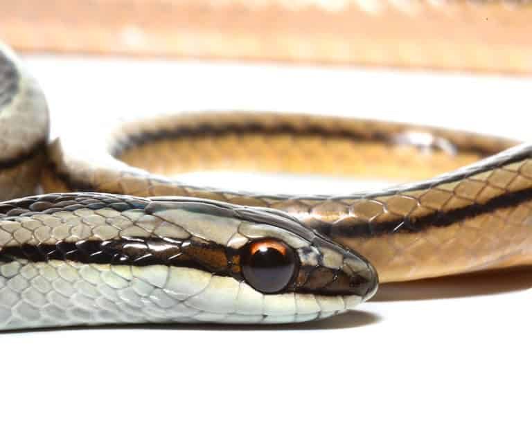 lined-ground-snake (2) lined ground snake 2 e1746643013122
