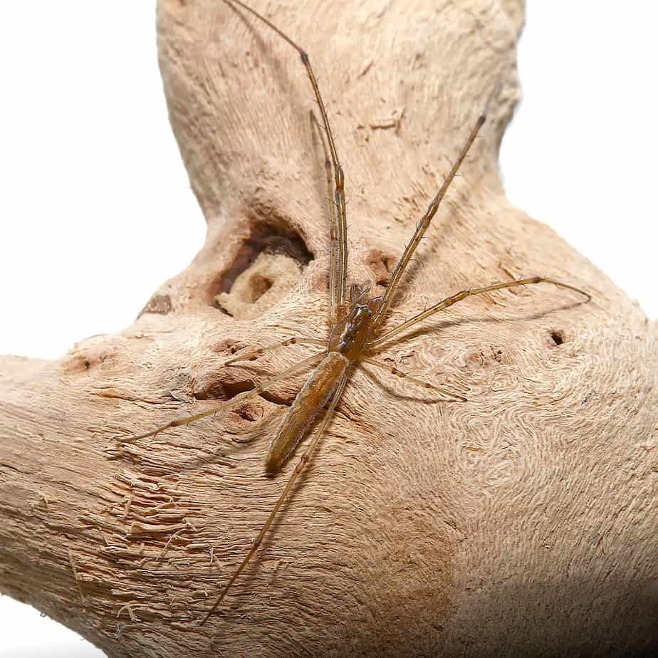 long-jawed-orb-weaver-5-–-75 long jawed orb weaver 5 – 75