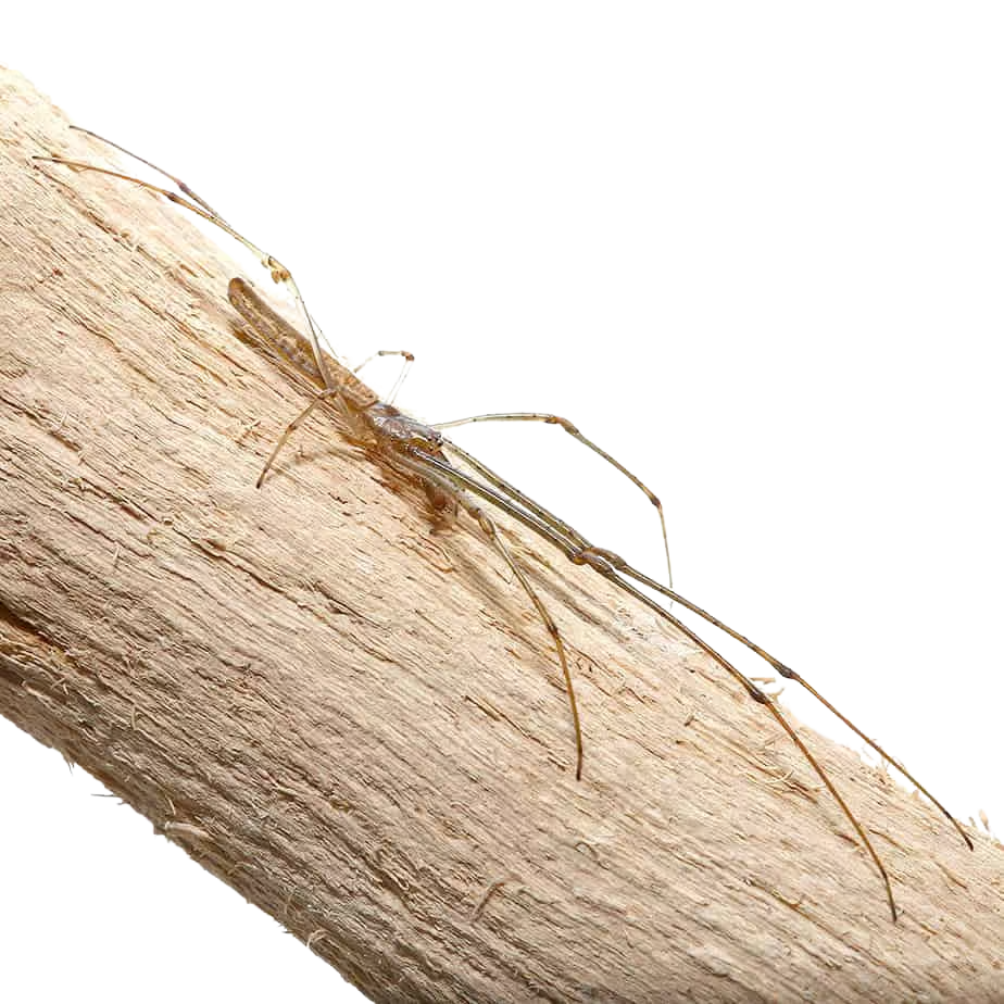long-jawed-orb-weaver-5-–-75 long jawed orb weaver 5 – 75