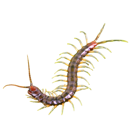 Longtail Centipede