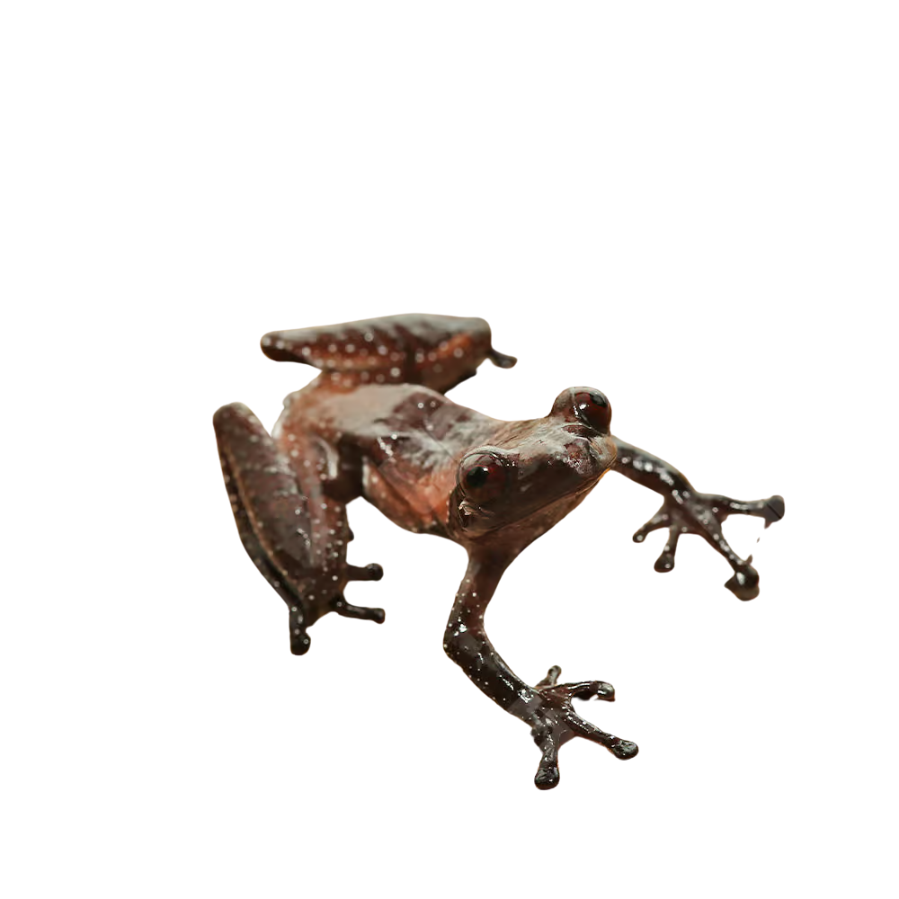 lowland-litter-frog (1) lowland litter frog 1