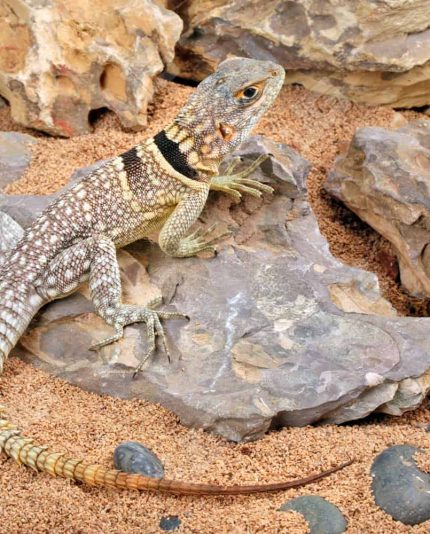 Madagascan Collared Iguana