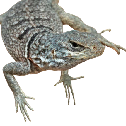 Madagascan Spiny Tail Iguana (Cyclops)