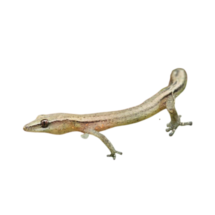 Madagascar Clawless Gecko