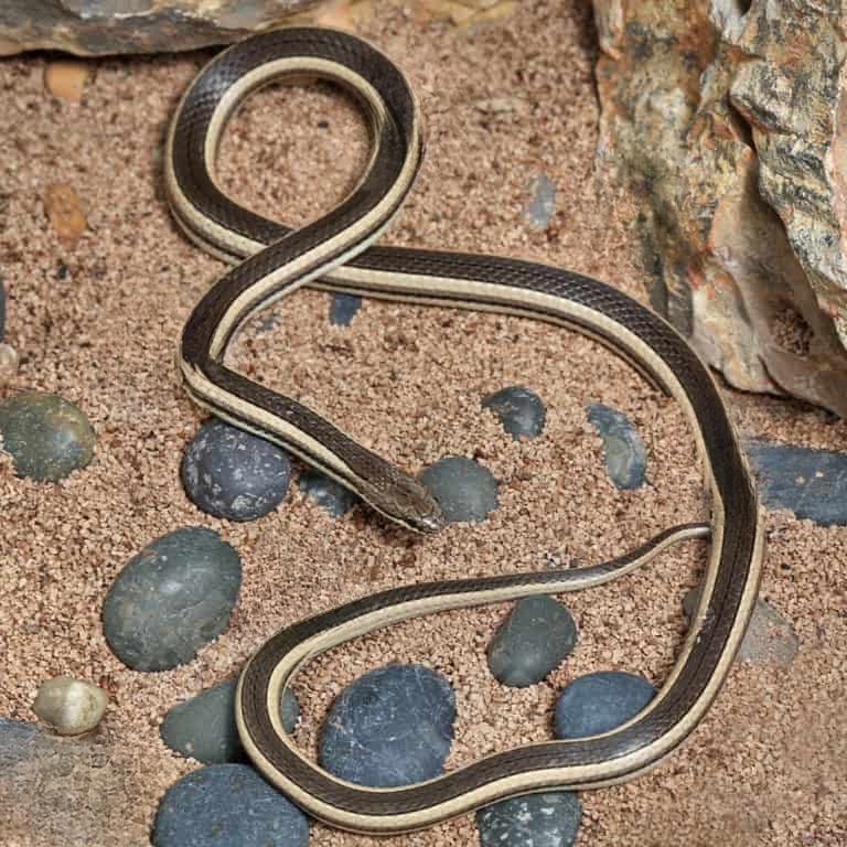 madagascar-striped-snake madagascar striped snake