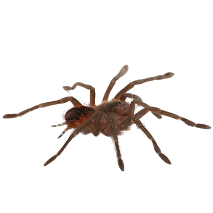 Magna Birdeater Tarantula (2”)