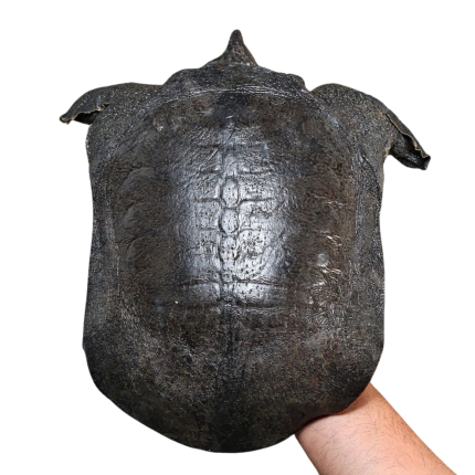 Malayan Softshell Turtle