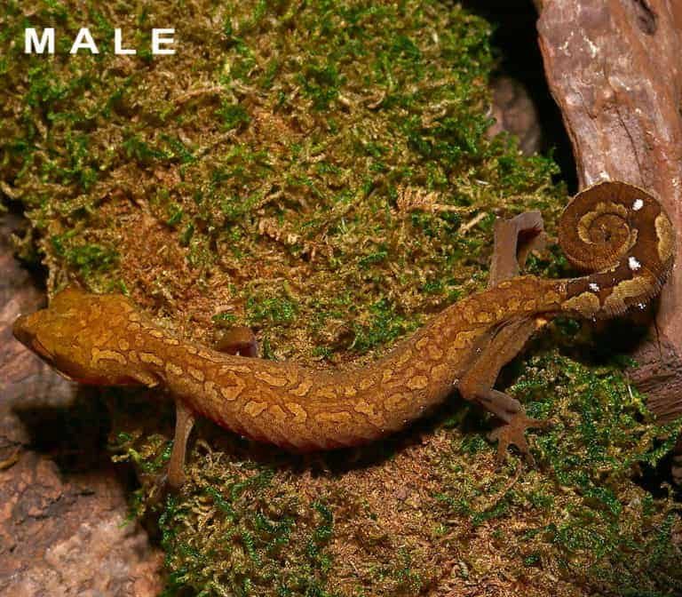 malaysian-cat-eye-gecko-pair malaysian cat eye gecko pair e1748111902904