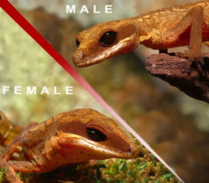 Malaysian Cat Eye Gecko Pair