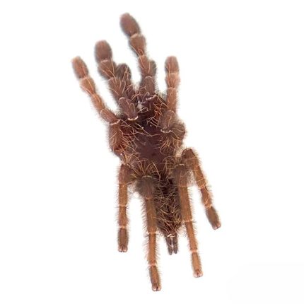 Malaysian Earth Tiger Tarantula (.75 – 1.25”)