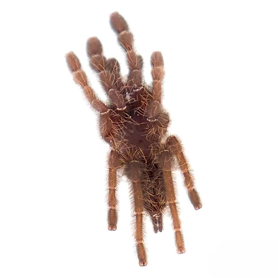 malaysian-earth-tiger-tarantula-75-–-125 malaysian earth tiger tarantula 75 – 125
