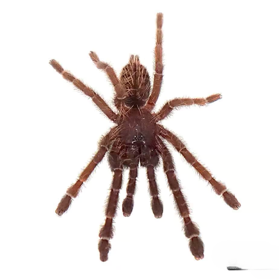 malaysian-earth-tiger-tarantula-75-–-125 malaysian earth tiger tarantula 75 – 125