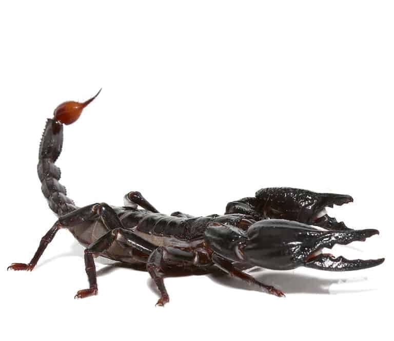 malaysian-forest-scorpion malaysian forest scorpion e1749145008511